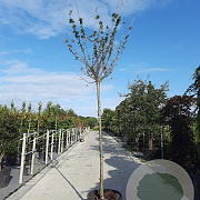 Prunus subh. 'Autumnalis Rosea' 14-16 HO draadkluit