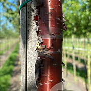 Prunus serrula 10-12 HO draadkluit