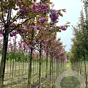 Prunus ser. 'Kanzan' 10-12 HO draadkluit