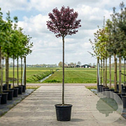 Prunus ser. 'Royal Burgundy' 8-10 HO container 220 cm stam