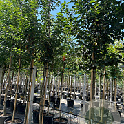 Prunus 'Umineko' 14-16 HO container