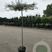 Pyrus salicifolia 'Pendula' 10-12 HO container 240 cm stam dakvorm 120
