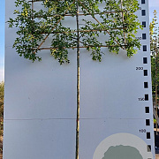 Quercus palustris 16-18 HO container 200 cm stam 150x120 scherm
