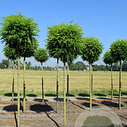 Robinia ps. 'Umbraculifera' 8-10 HO draadkluit 220 cm stam