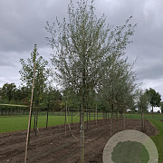 Salix alba 25-30 HO draadkluit
