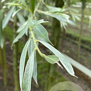 Salix alba 'Sericea' 10-12 HO draadkluit