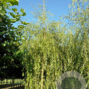 Salix sepulcralis 'Chrysocoma' 16-18 HO container