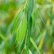 Salix sepulcralis 'Chrysocoma' 18-20 HO draadkluit