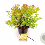 Spiraea jap. 'Firelight' 25-30 cm 3,0L