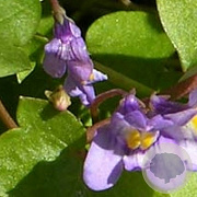 Cymbalaria muralis GM P9