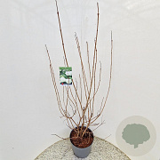 Viburnum opulus 'Roseum' 100-125 cm 10L