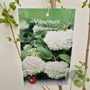 Viburnum opulus 'Roseum' 125-150 cm 10L
