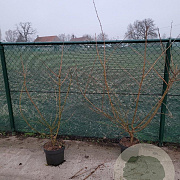 Acer campestre 125-150 cm 10L