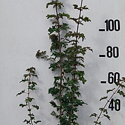 Acer campestre 125-150 cm 10L
