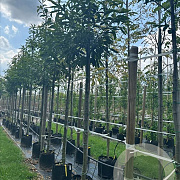 Castanea sativa 10-12 HO draadkluit