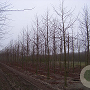 Liquidambar s. 'Worplesdon' 18-20 HO draadkluit