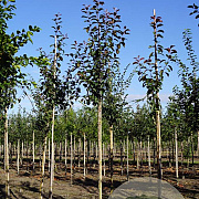 Malus 'Mokum' 12-14 HO draadkluit