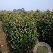 Prunus l. 'Angustifolia' 175-200 cm draadkluit struik op Stam
