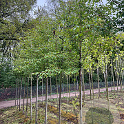 Prunus 'Umineko' 10-12 HO draadkluit