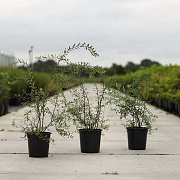 Spiraea cinerea 'Grefsheim' 80-100 cm 10L