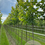 Tilia platyphyllos 6-8 HO draadkluit