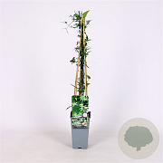 Clematis flammula 70 cm 2,0L