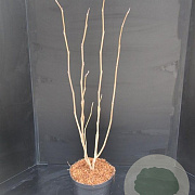 Magnolia sieboldii 60-80 cm 7,5L