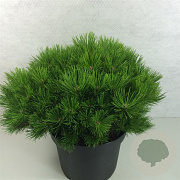 Pinus densiflora 'Low Glow' 40-50 cm 10L