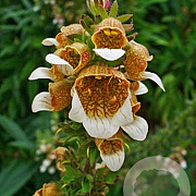 Digitalis lanata GM P9