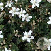 Potentilla tridentata 'Nuuk' GM P9