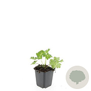 Geranium Rozanne GM P9