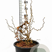 Corylus a. Medusa 60-100 cm 12L