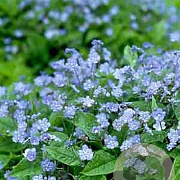 Myosotis palustris GM P9