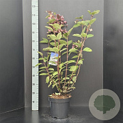 Hydrangea pan. 'Wim's Red' 60-80 cm 7,5L
