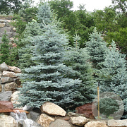Picea pungens glauca 40-50 cm 5,0L