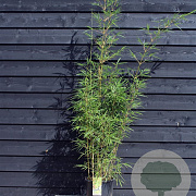 Fargesia robusta 'Campbell' 175-200 cm 15L