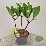 Edgeworthia chrys. 'Grandiflora' 35-40 cm 7,5L