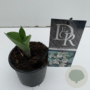 Hosta 'Elegans' 15 cm P13
