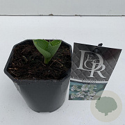 Hosta 'Elegans' 25 cm 2,0L vierkant