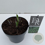 Hosta 'Francee' 25 cm 3,0L