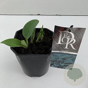 Hosta 'Halcyon' 25 cm 2,0L vierkant