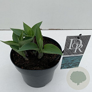 Hosta 'Halcyon' 25 cm 3,0L