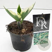 Hosta 'Patriot' 20 cm P13
