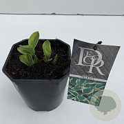 Hosta 'Patriot' 25 cm 2,0L vierkant