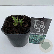 Hosta 'Undulata Albomarginata' 25 cm 2,0L vierkant