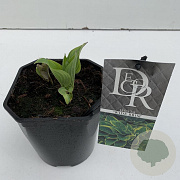 Hosta 'Wide Brim' 25 cm 2,0L vierkant