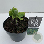 Hosta 'Wide Brim' 25 cm 3,0L