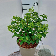 Hydrangea pan. Bobo 30-40 cm 5,0L