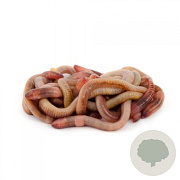 Regenwormen mix Innogreen 1 Kg
