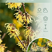 Hamamelis int. 'Arnold Promise' 60-80 cm 7,5L